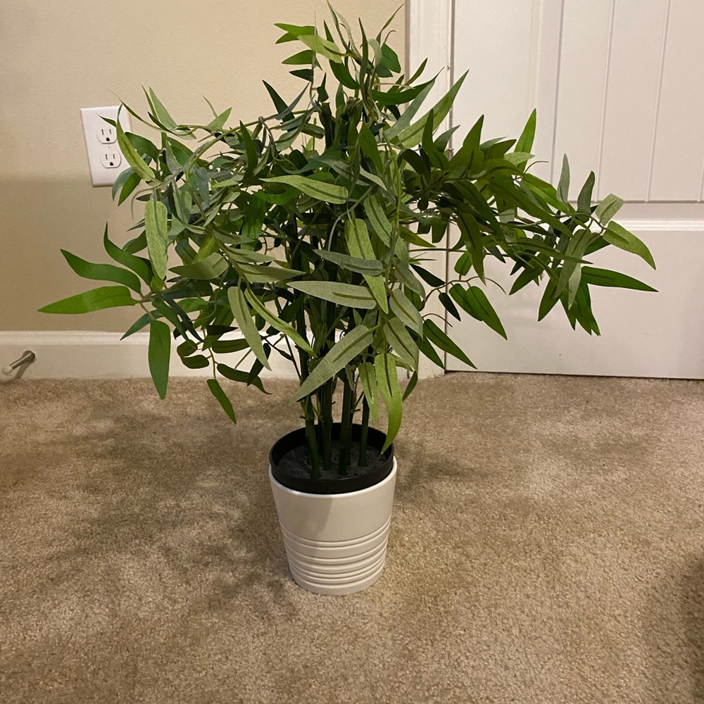 tall succulent decorative plant